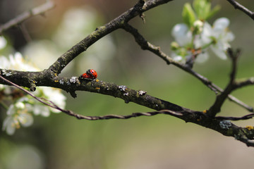 ladybug