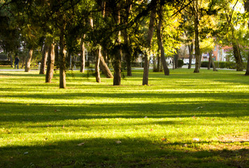 Fototapeta premium Park