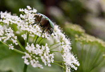 beetle on a flower
