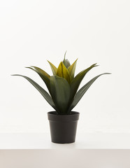 Black vase of plant green flower white background.