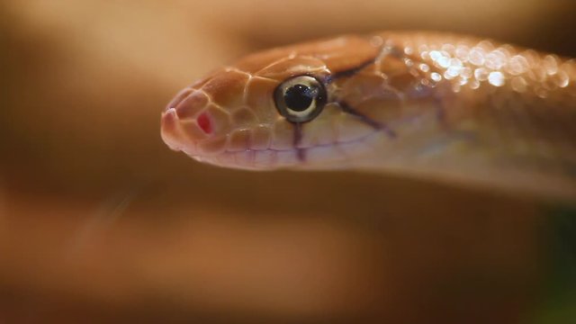 Indonesian jewelry snake or Coelognathus subradiatus. It is a genus of 7 ratsnakes from South and South East Asia.