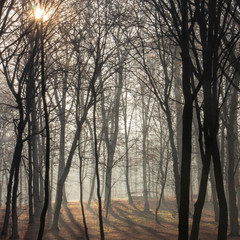 Red and colorful autumn colors in the beech forest in the fog