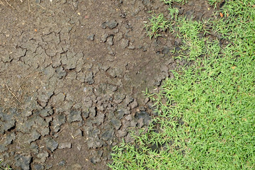 Cracked Earth and green grass. Dried Ground Texture