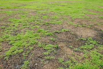 green grass and dry grass