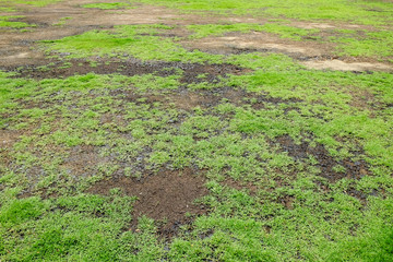 green grass and dry grass