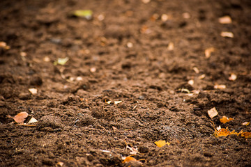 Dry ground with yellow autumn leaves