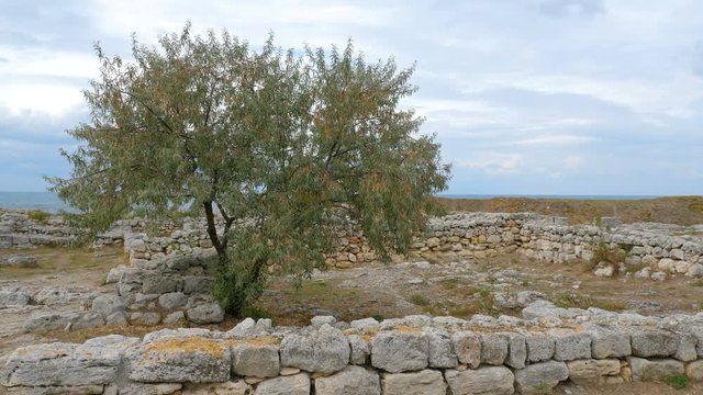 The tree of Elaeagnus angustifolia (Russian olive) growing on the ruins of an ancient city near the sea.