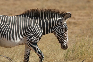 Grevy's Zebra, Kenya