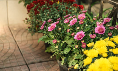 Fototapeta na wymiar Pots with beautiful chrysanthemum flowers