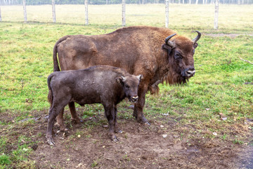 European bison in a forest reserve in Lithuania © smiltena