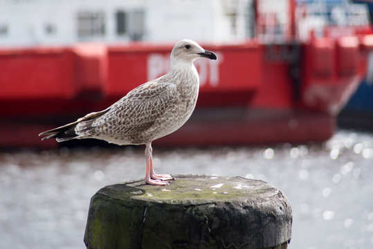 M&ouml;ve im Hafen