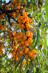 Bunch of large orange sea buckthorn berries