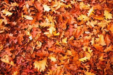 Colorful and bright background made of autumn leaves