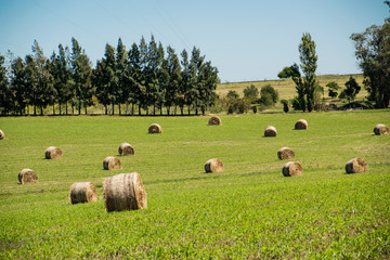 Farm rolls