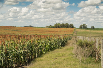 Extensive cornfield under semi-cloudy sky.