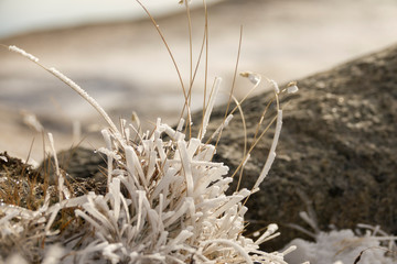 Frozen grass in snow in cold winter
