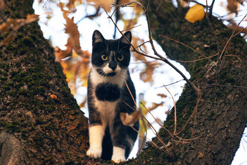 Domestic cat sitting on tree branch