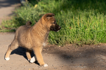 a Cute little homeless puppy is running outside alone