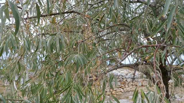The tree of Elaeagnus angustifolia (Russian olive) growing on the ruins of an ancient city near the sea.