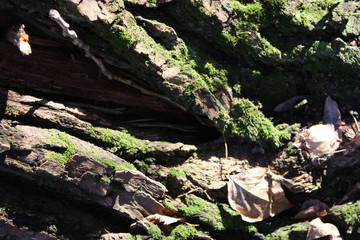 nature