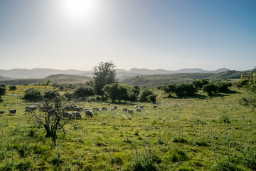 Rural landscape with sheeps