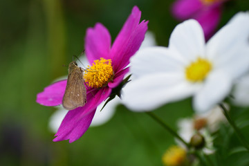 cosmos flower