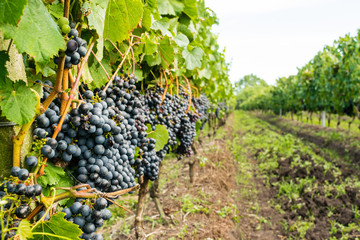 Grapes Closed Up