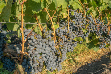 Uruguaian vineyard