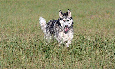 one adult dog breed alaskan malamute breed stands in a field with high green and yellow grass in autumn, raised one paw, goes, looks into the camera, brown eyes, white with black and gray color, sunny