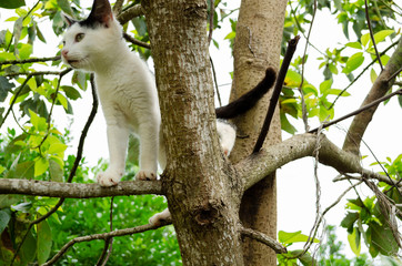 Cat On Branch Gazing