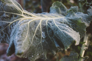 Frost cabbage