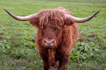 Vaches Highland cattle au pr&eacute;