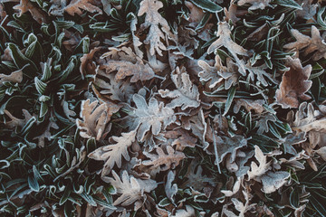 Frost Leaves