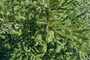 Needles (leaves) on branches of young spruce