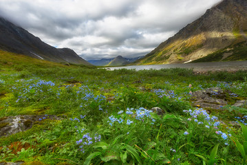 Beautiful arctic landscape with blooming forget-me-nots