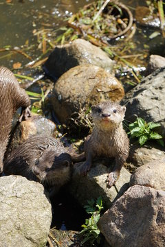 Otter aus dem Wasser