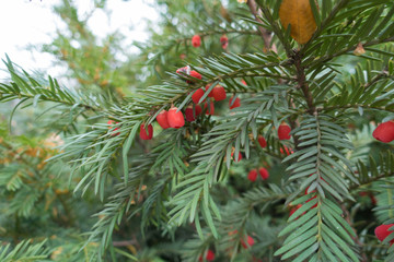 Naklejka na ściany i meble Fleshy red berries on shoots of yew