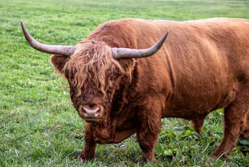 Vaches Highland cattle au pré