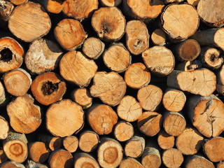 Raw timber, wooden sawen logs stacked. Raw de-barked wood logs in a lumber staging, storage yard