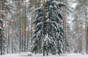 Fototapeta premium Fabulous magic fairy tale winter forest. Beautiful picturesque wintertime wild nature landscape. Trees covered with snow. Fantasy cold deserted frosty xmas wood. Dramatic scenic snowfall. Environment