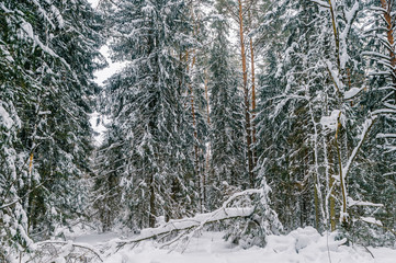 Fabulous magic fairy tale winter forest. Beautiful picturesque wintertime wild nature landscape....