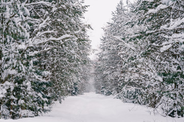 Fabulous magic fairy tale winter forest. Beautiful picturesque wintertime wild nature landscape....
