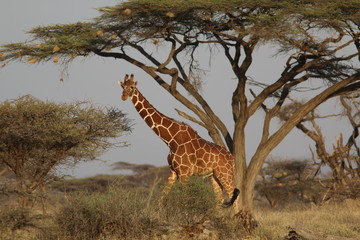 Reticulated Giraffe, Kenya