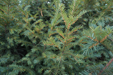 Taxus baccata shoots with immature male cones