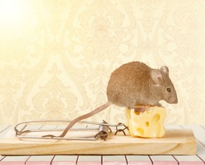 Grey mouse and Mouse trap with cheese