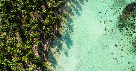 palm forest with lagoon in aerial view