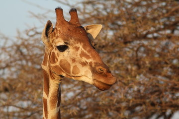 Giraffe close-up