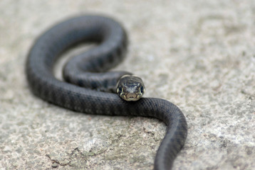 British Grass Snake