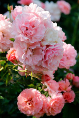 Rose mit Wassertropfen