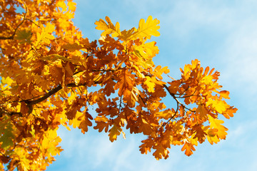 autumn oak leaves
